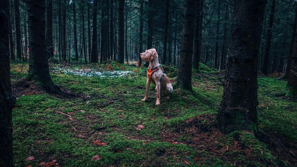 A dog with an orange harness stands attentively in a lush green forest.