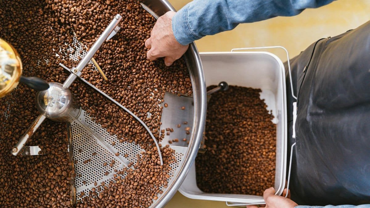Hands delicately managing freshly roasted coffee beans in a roaster from a top view.