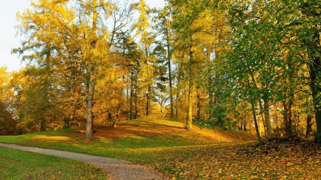 A serene autumn forest scene with sunlit trees and a winding path of fallen leaves.