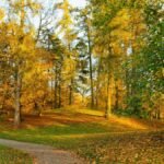 A serene autumn forest scene with sunlit trees and a winding path of fallen leaves.
