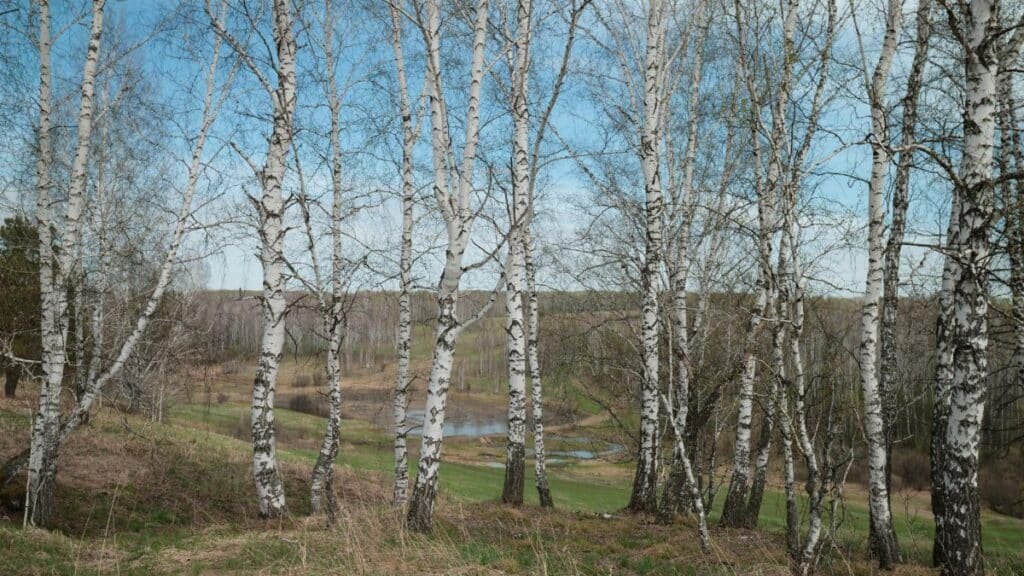 A peaceful birch forest scene in early spring, showcasing vivid natural beauty and tranquility.