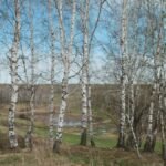 A peaceful birch forest scene in early spring, showcasing vivid natural beauty and tranquility.