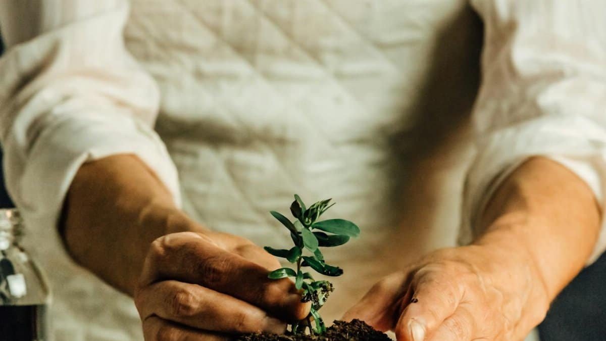 Person nurturing a young plant in a pot indoors, symbolizing growth and care.