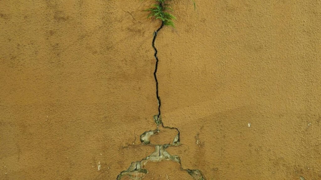 A vibrant fern emerges from a cracked urban wall in Hong Kong, symbolizing resilience.
