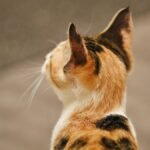 A detailed close-up photograph of a calico cat from behind, focusing on its head and ears.