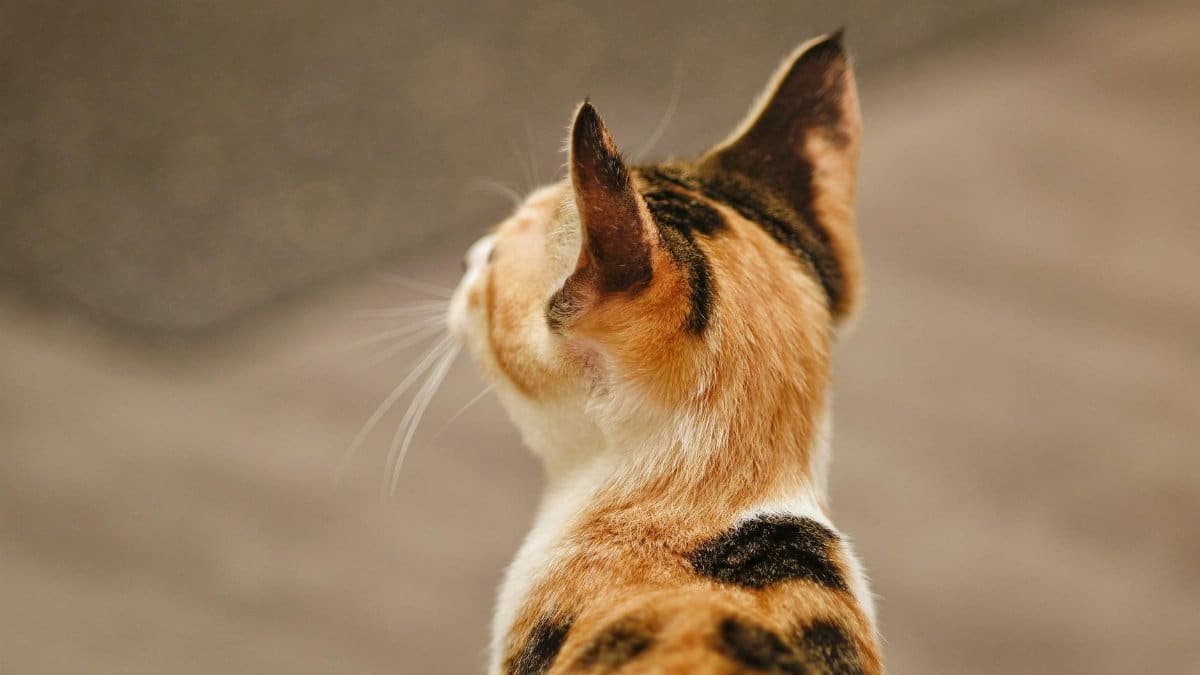 A detailed close-up photograph of a calico cat from behind, focusing on its head and ears.