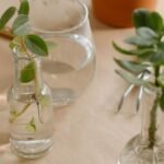 Natural still life with plant cuttings in glass bottles on a table. Perfect for gardening and lifestyle themes.