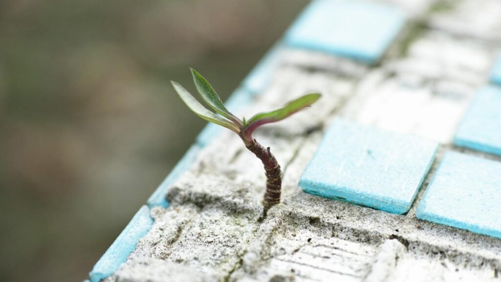 A sprout pushes through worn blue cement tiles, symbolizing resilience and new life.