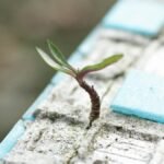A sprout pushes through worn blue cement tiles, symbolizing resilience and new life.