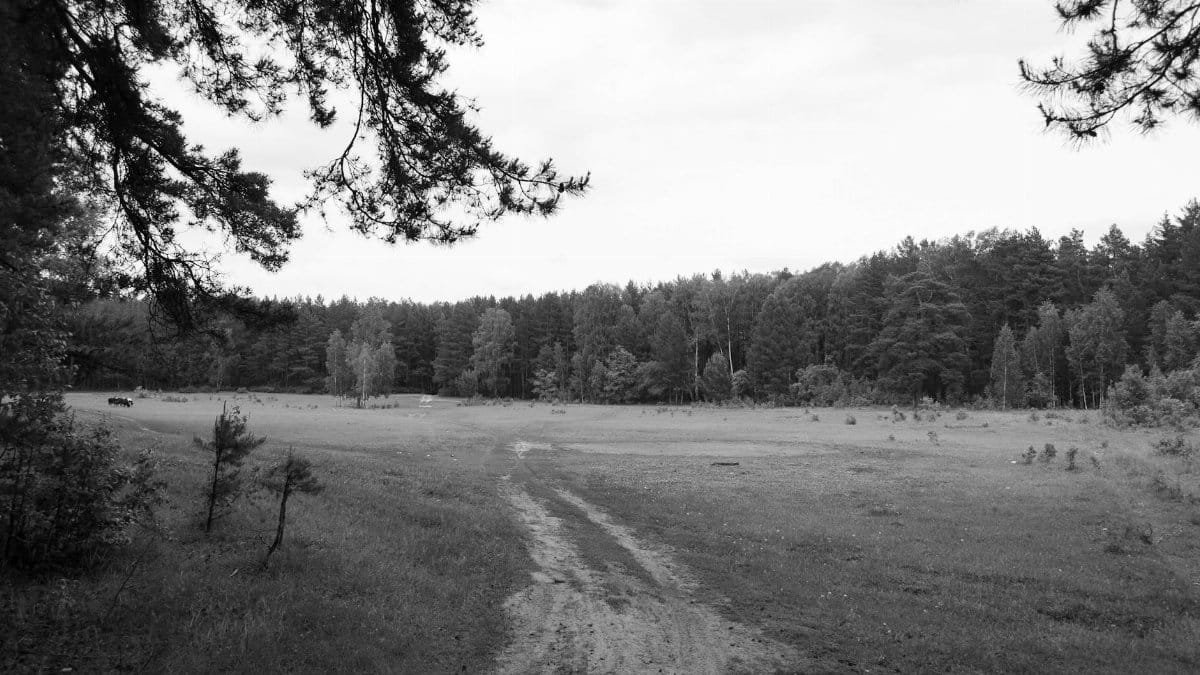 Serene black and white forest scene with pathway through open meadow, conveying peace and solitude.