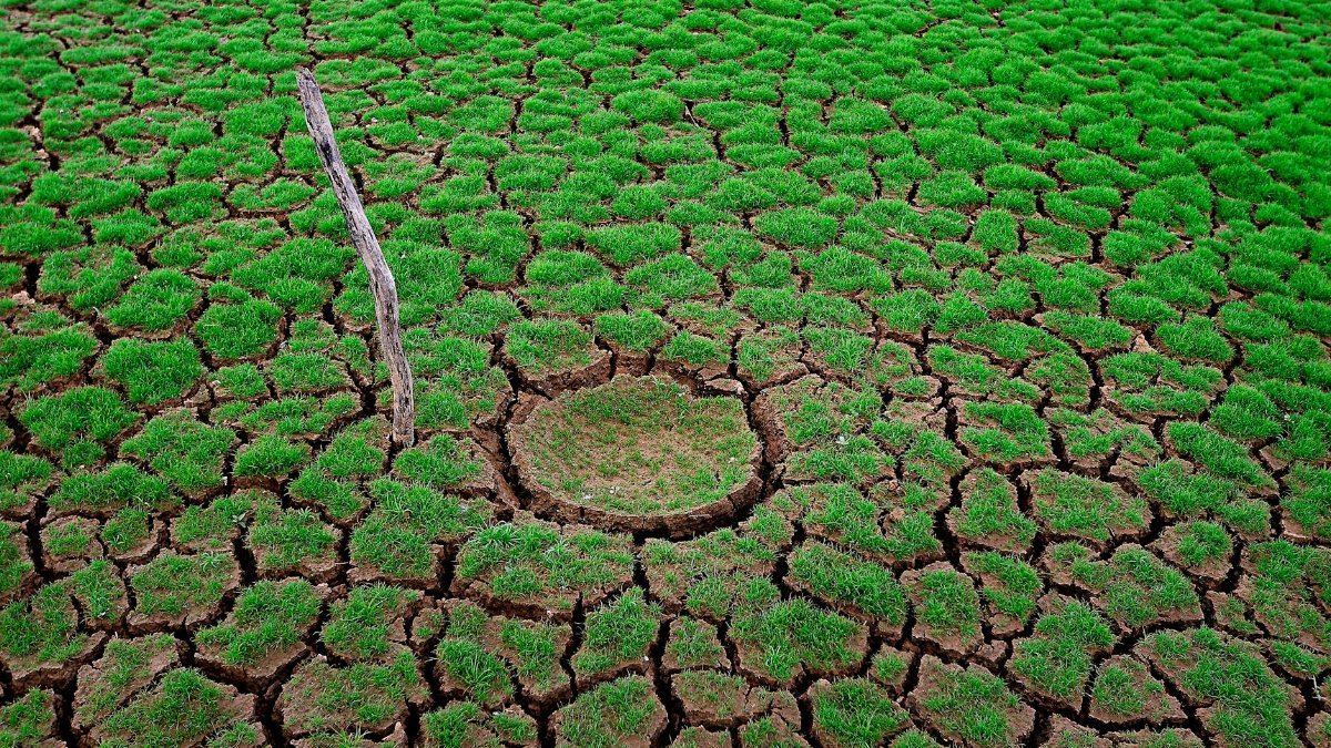 Cracked dry earth with patchy green growth, illustrating drought impact.