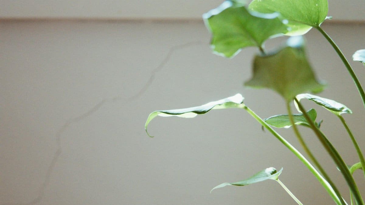 Close-up of lush green leaves of an indoor plant in gentle sunlight, against a neutral wall.
