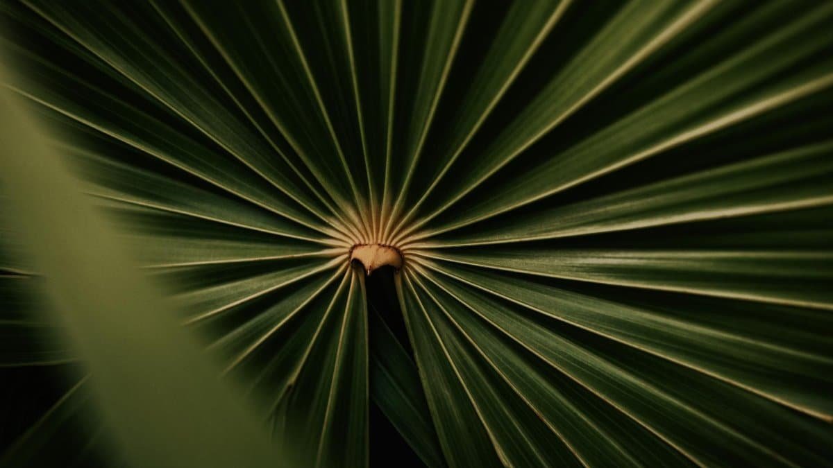 Detailed close-up of a green palm leaf showcasing natural texture and radial pattern.