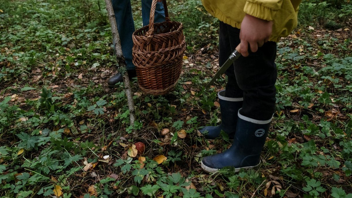 Two people foraging mushrooms in a lush green forest with a basket and knife.