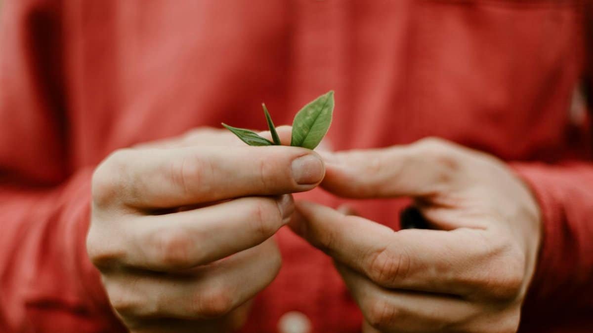 Detailed view of a person holding fresh green tea leaves in Sri Lanka, highlighting sustainable agriculture.