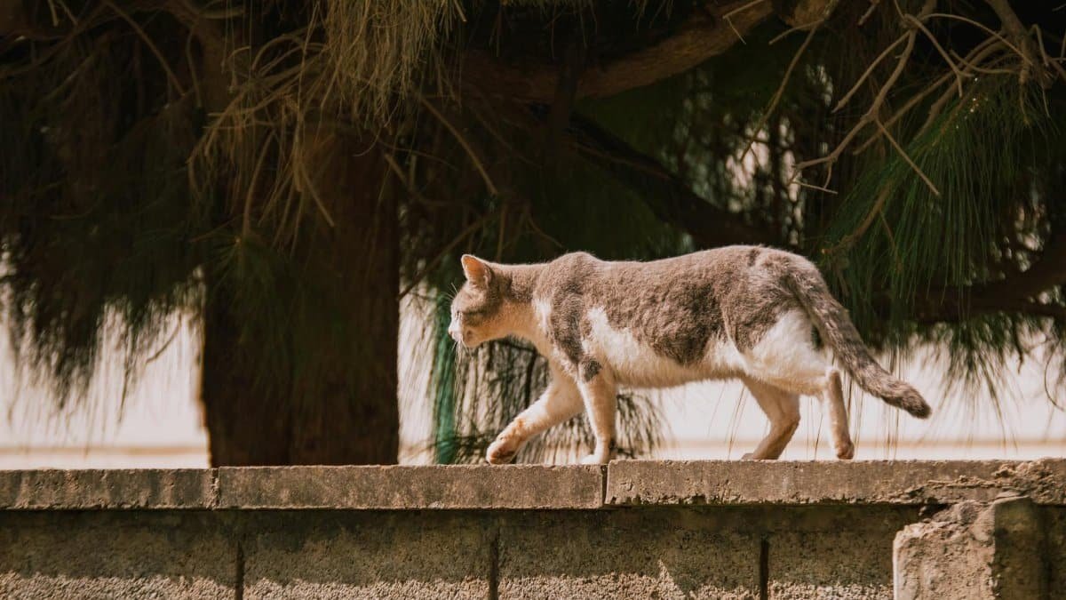 A stray cat gracefully walks on a concrete ledge under a tree, captured in natural lighting.