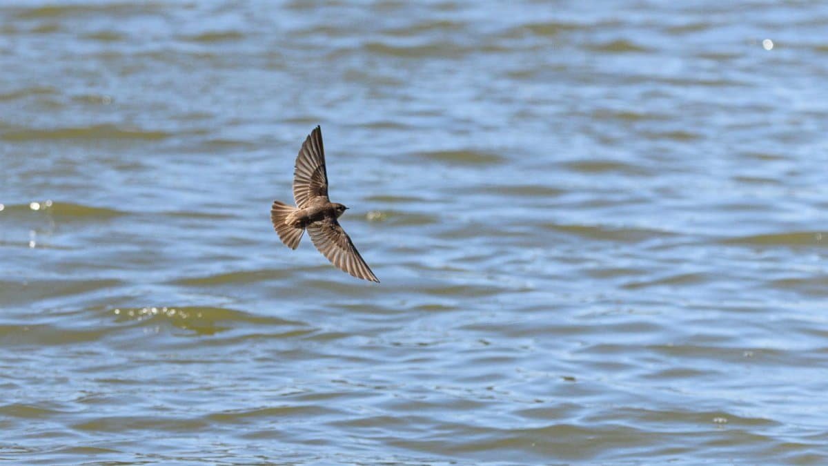 A swift bird in flight over a rippling water surface, capturing motion and nature's grace.