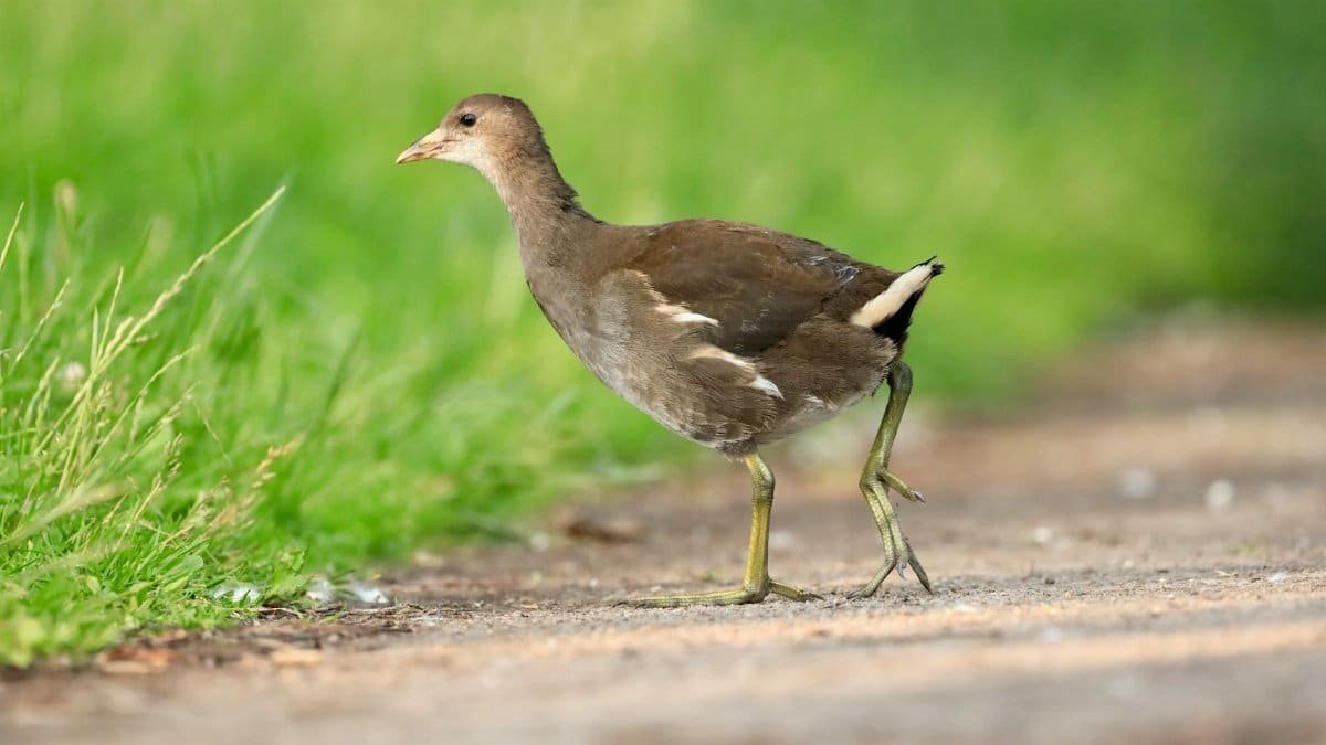 Close-up of a juvenile Eurasian Moorhen on a path with vibrant green grass in daylight.