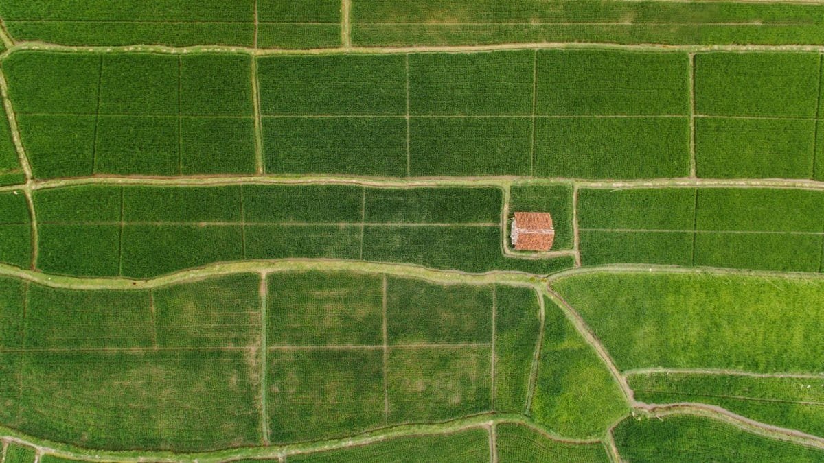 Aerial drone view of lush green farmland with pathways and a small house.