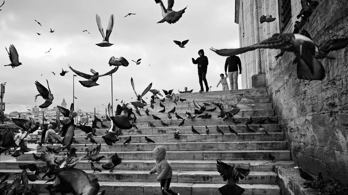 Black and white photo capturing people and pigeons on the steps of a historic building in İstanbul.