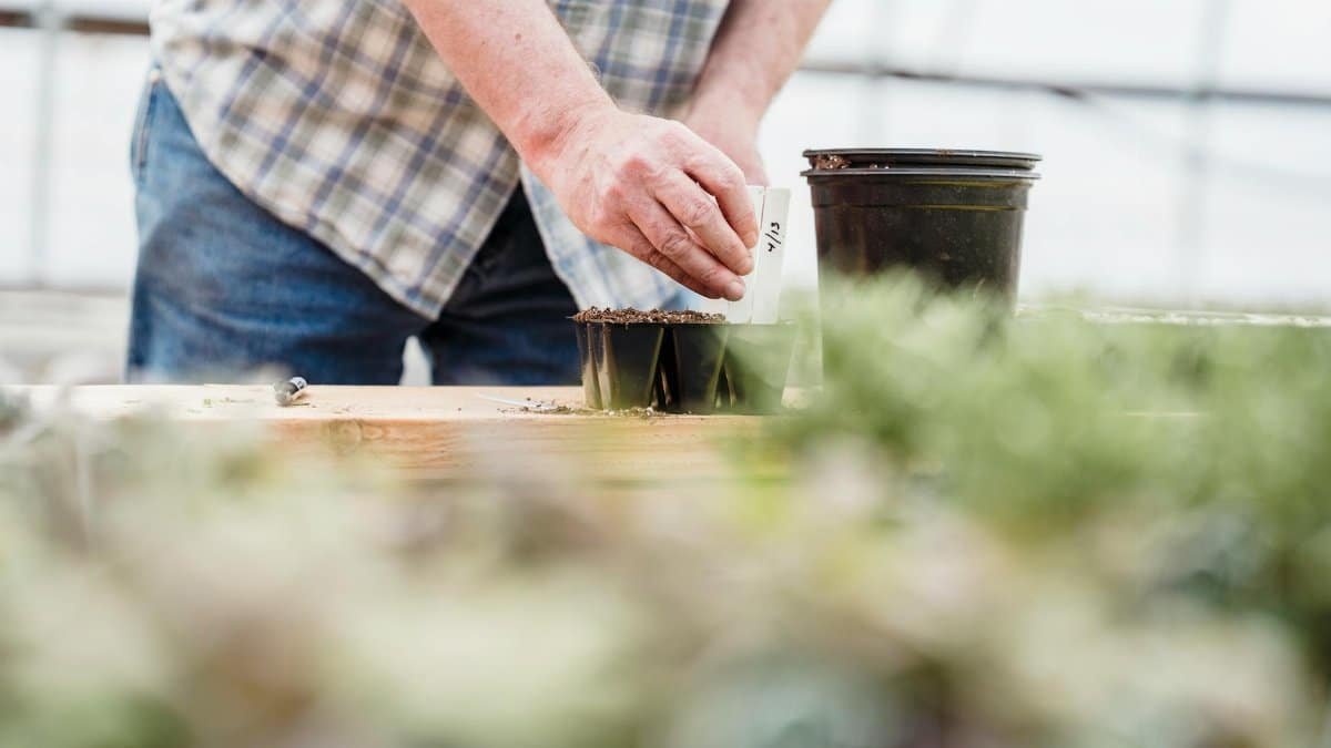 Crop hand of unrecognizable person putting label on plastic pot with seedlings in hothouse