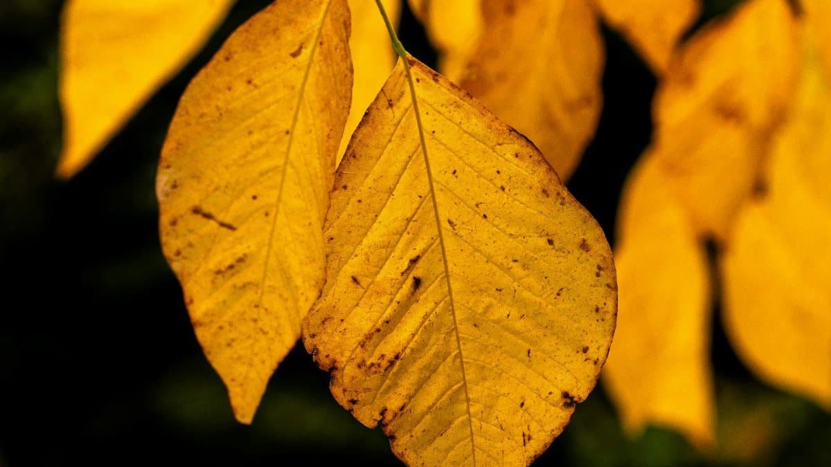 Yellows