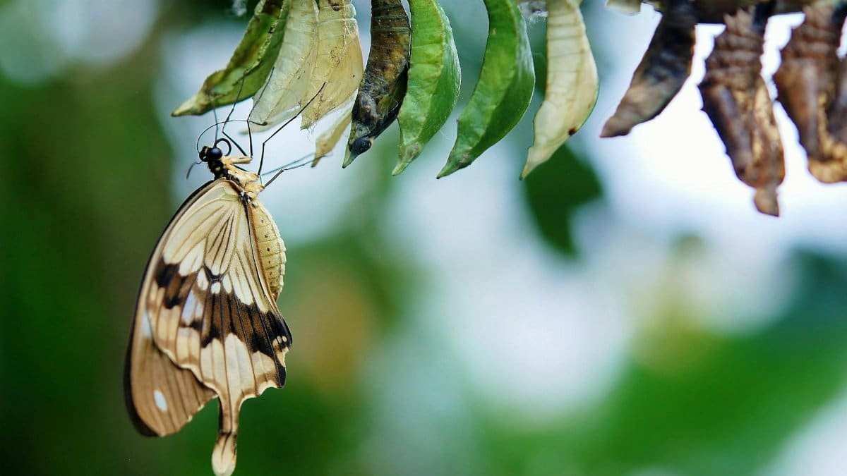Detailed image of a butterfly emerging from cocoons, showcasing transformation and nature's beauty.