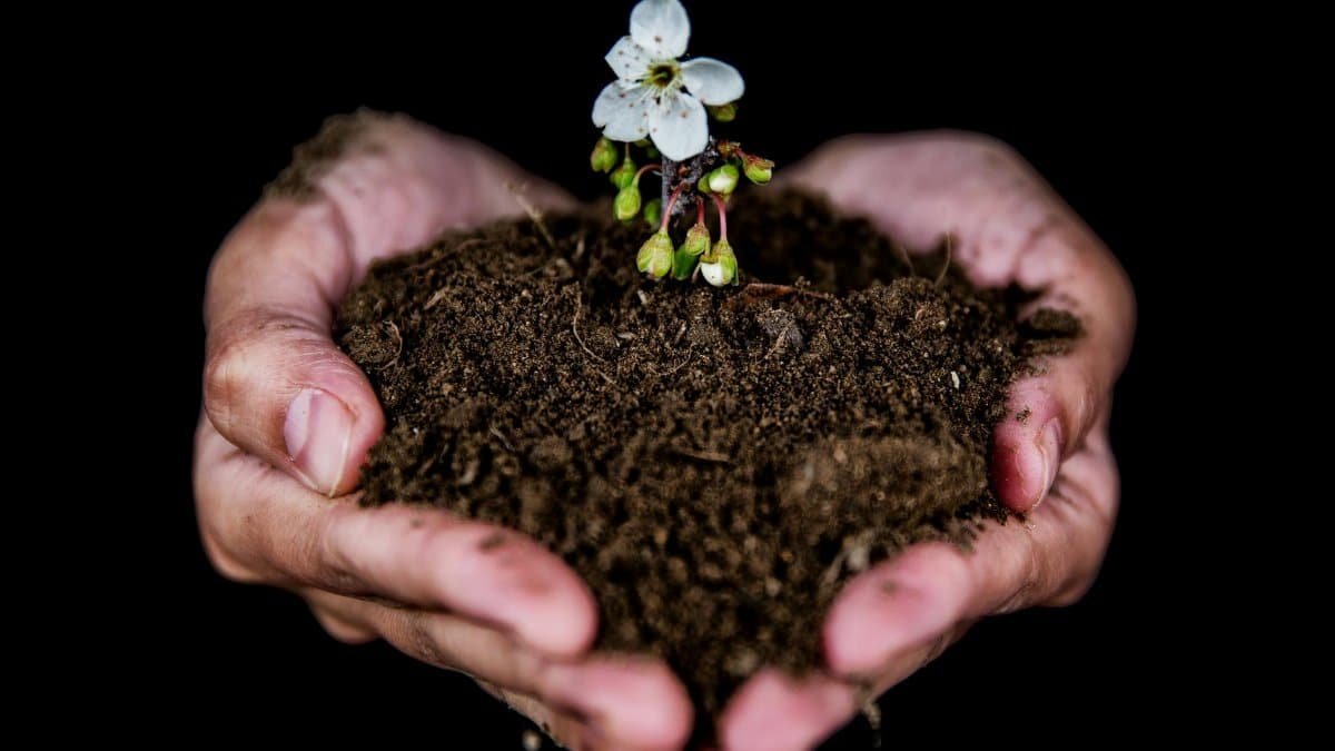 Close-up of hands holding soil with a blooming white flower, symbolizing growth.