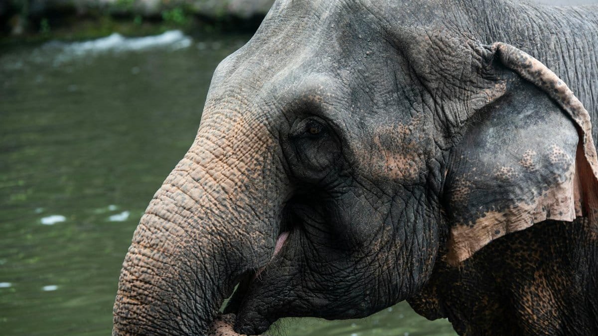 A majestic Asian elephant standing by the water, showcasing its strength and grace in Singapore's natural setting.