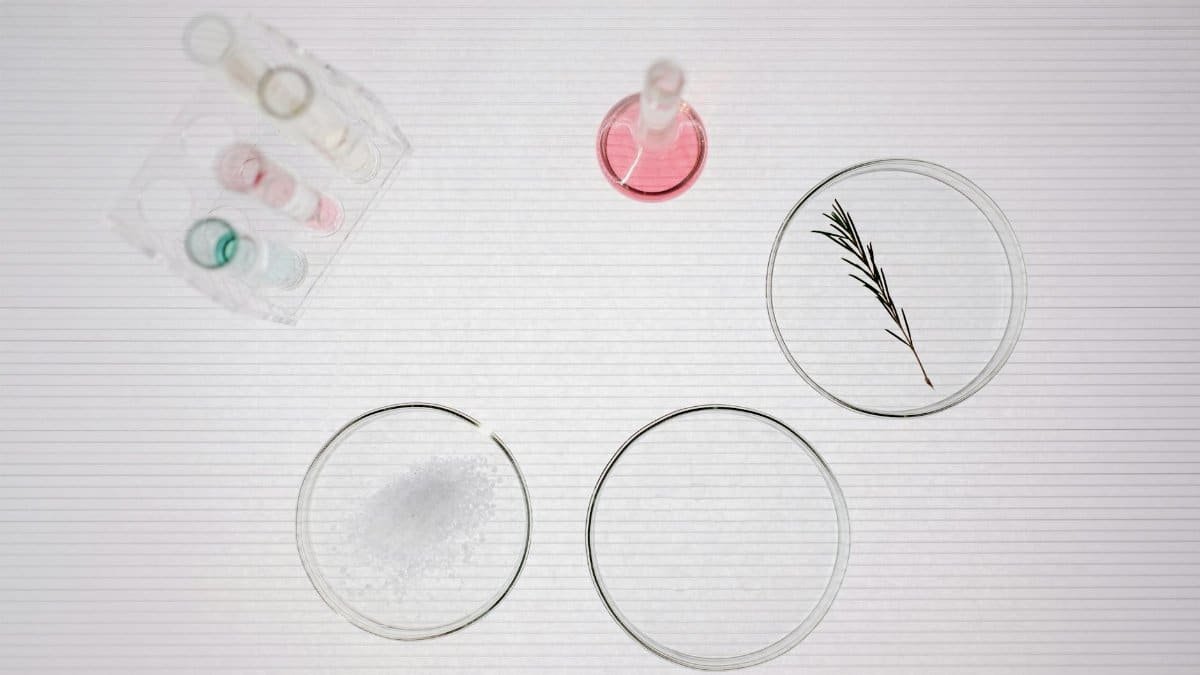 Top view of petri dishes with samples in a scientific laboratory setting.