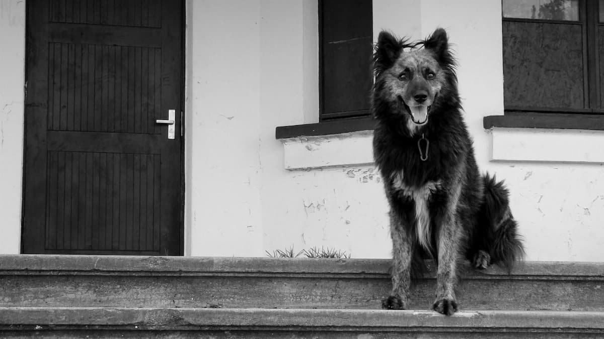Black and white portrait of a dog sitting on steps outside a building.