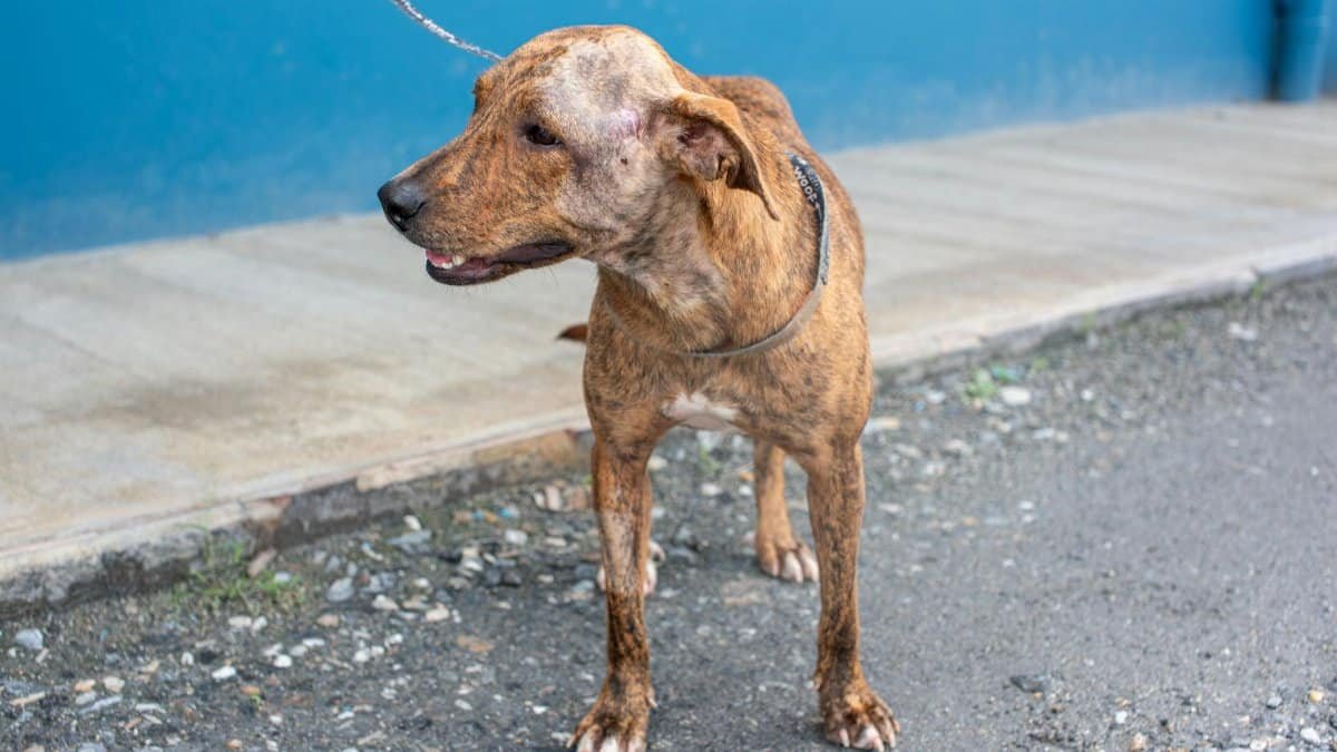 Brindle mix breed rescue dog on a leash, recovering from surgery outdoors in Trinidad and Tobago.