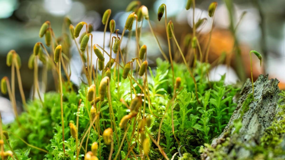 Lush common cord-moss growing on a log, showcasing vibrant green foliage.