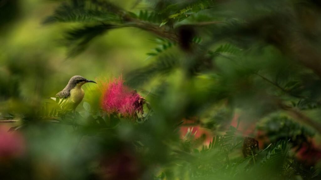A vibrant bird hidden among lush greenery and vivid pink blossoms, captured in daylight.
