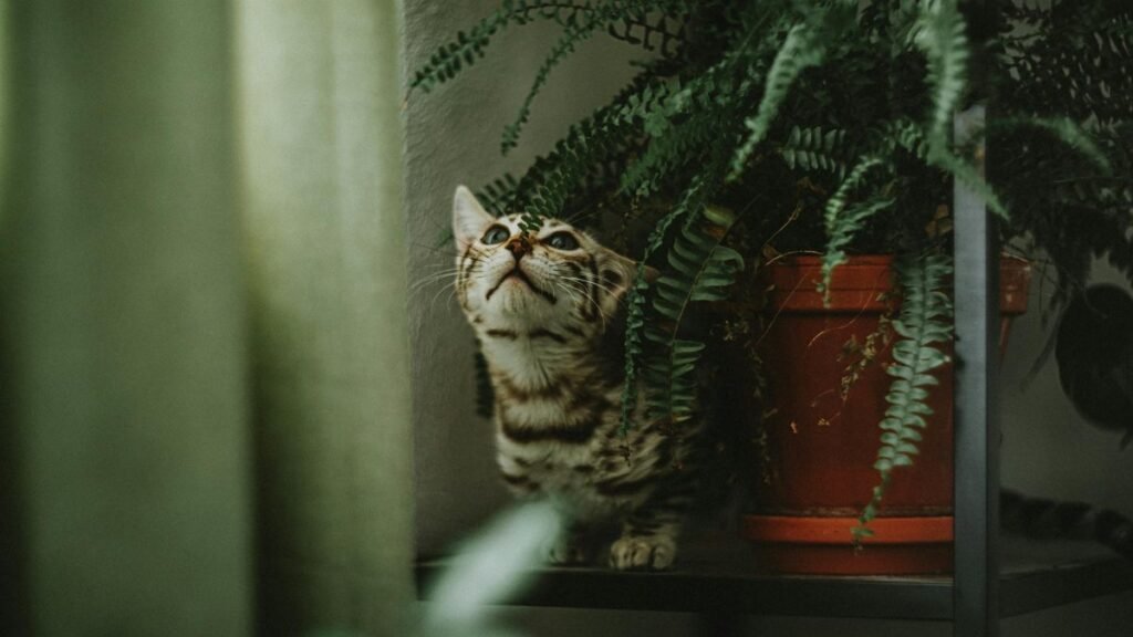 A curious striped cat peeks between lush green ferns on a shelf indoors, capturing a playful moment.