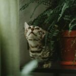 A curious striped cat peeks between lush green ferns on a shelf indoors, capturing a playful moment.