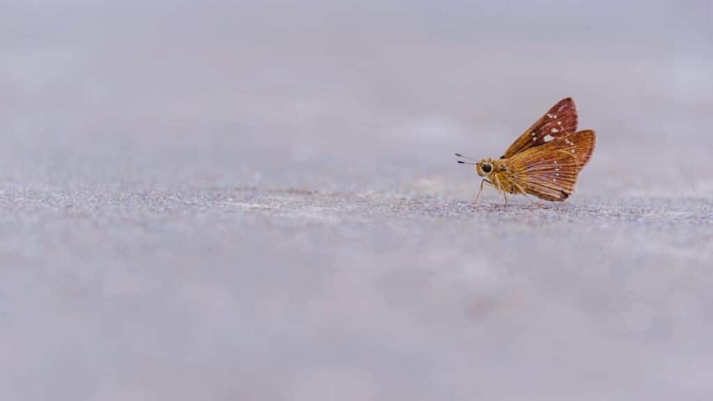 Macro shot of a cute butterfly with wings spread, resting on the ground outdoors.
