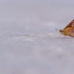 Macro shot of a cute butterfly with wings spread, resting on the ground outdoors.