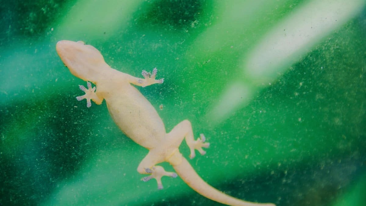 A close-up image of a small gecko on a vibrant green glass surface.