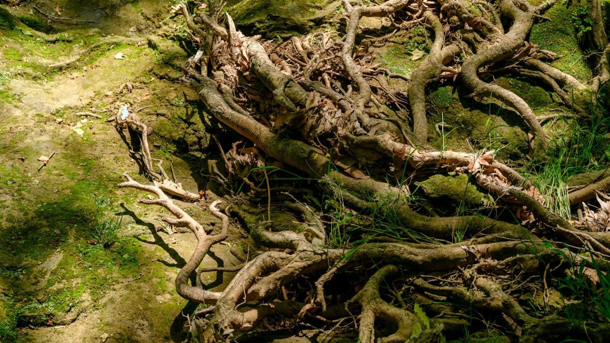A detailed view of intertwined tree roots in a sunlit forest clearing, showcasing nature's complexity.