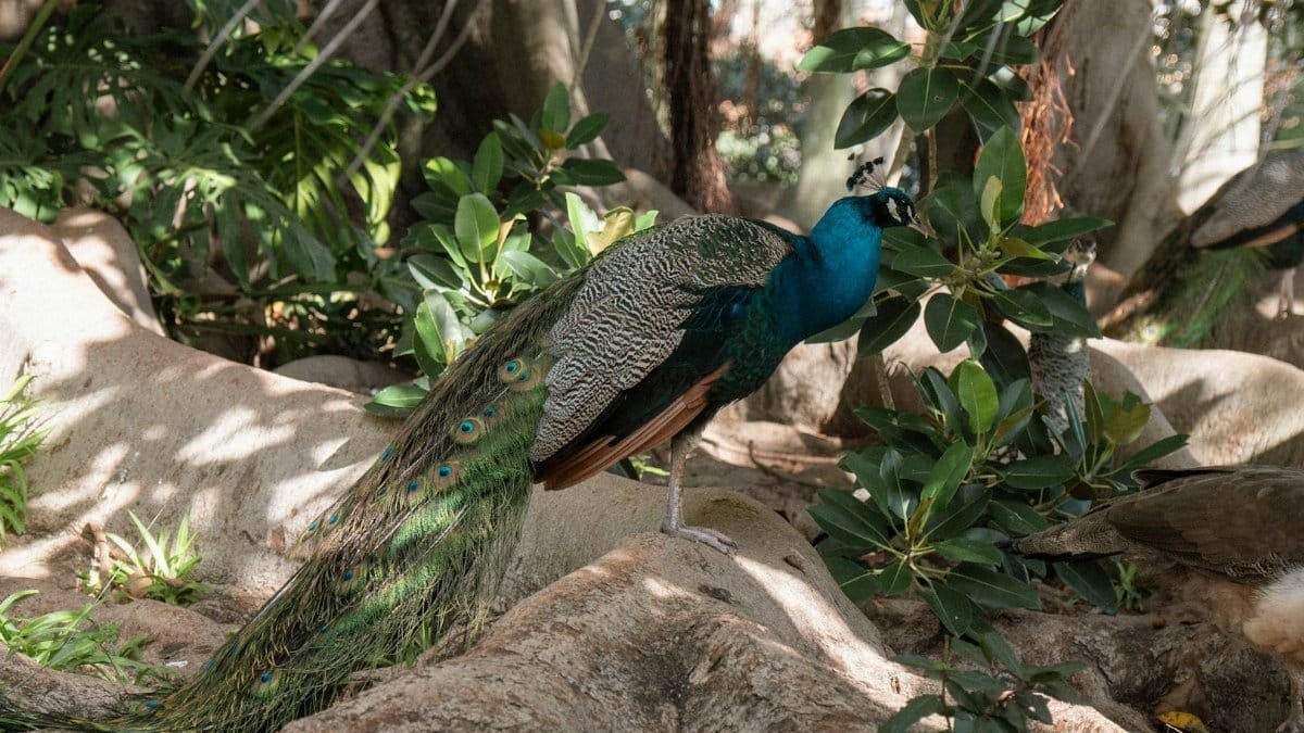 Stunning peacock standing on tree roots surrounded by greenery in a Lisbon garden.