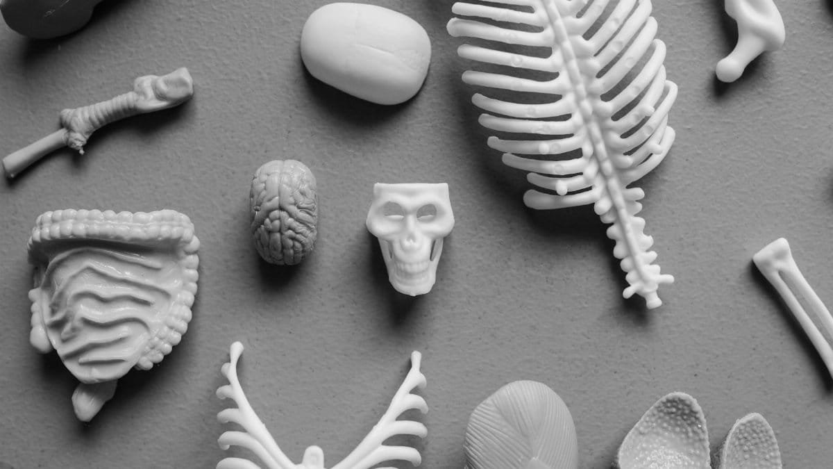 Black and white flat lay of various anatomical models including skull, rib, and brain.