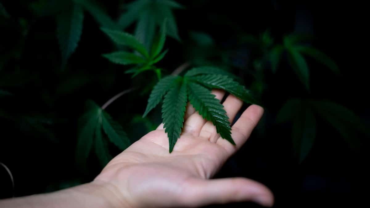 A human hand gently holding a green cannabis leaf against a dark background, symbolizing nature and growth.