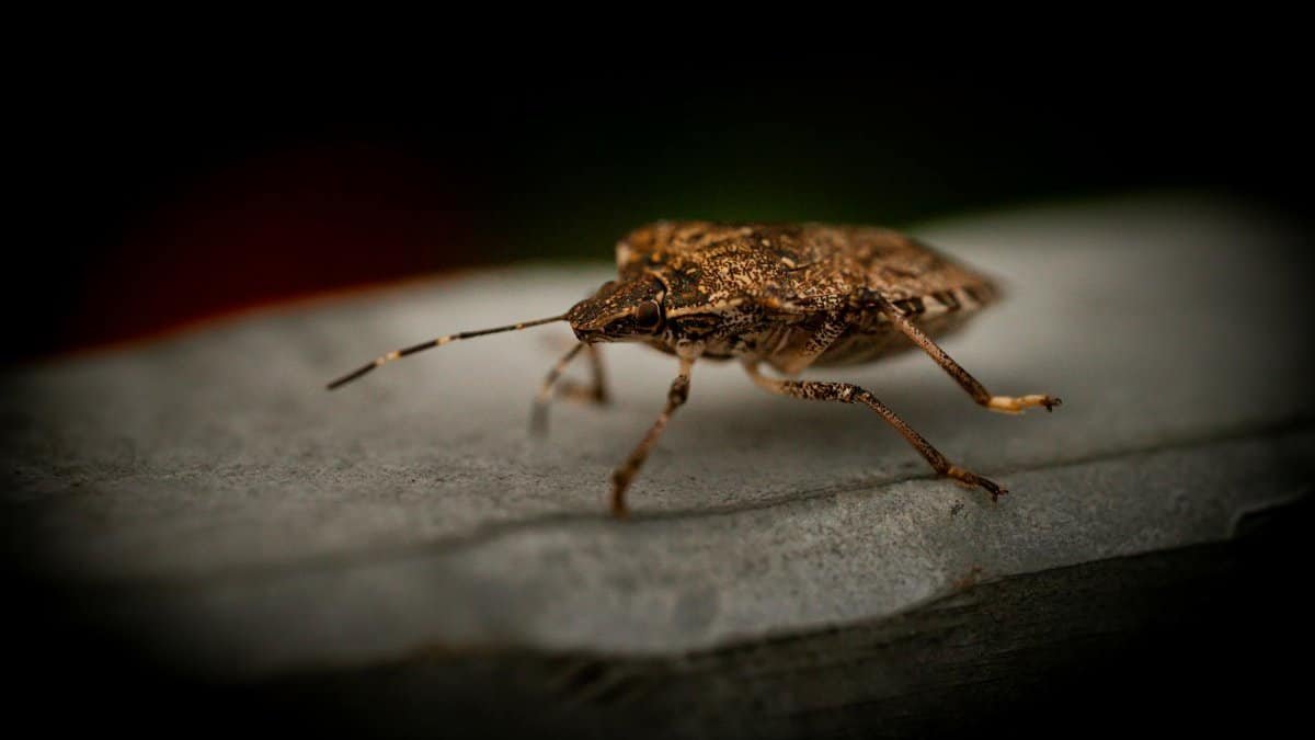 Detailed macro shot of a brown stink bug resting on a flat surface, highlighting textures.
