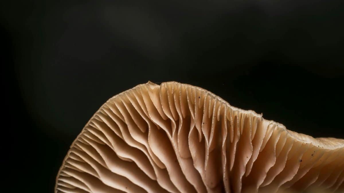Detailed macro shot of mushroom gills highlighting texture and organic form in natural light.