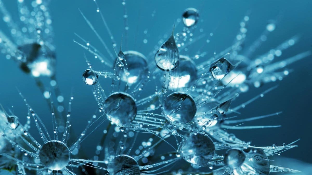 Stunning macro photography of dewdrops on dandelion seeds creating a sparkling effect.