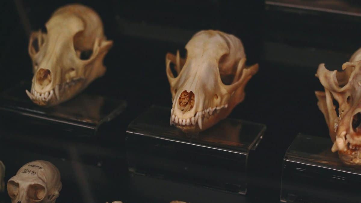 Close-up of various animal skulls displayed in a dark museum setting.