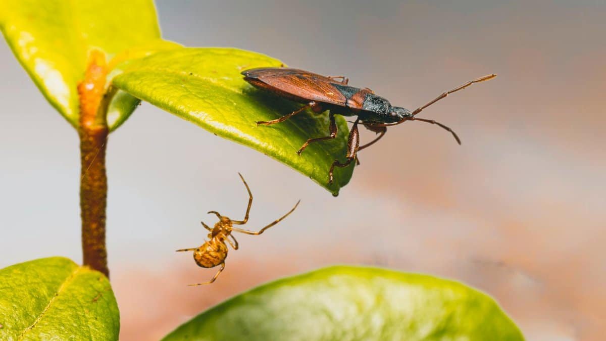 Close-up image of an insect and a spider on a leaf, highlighting nature's intricate details.