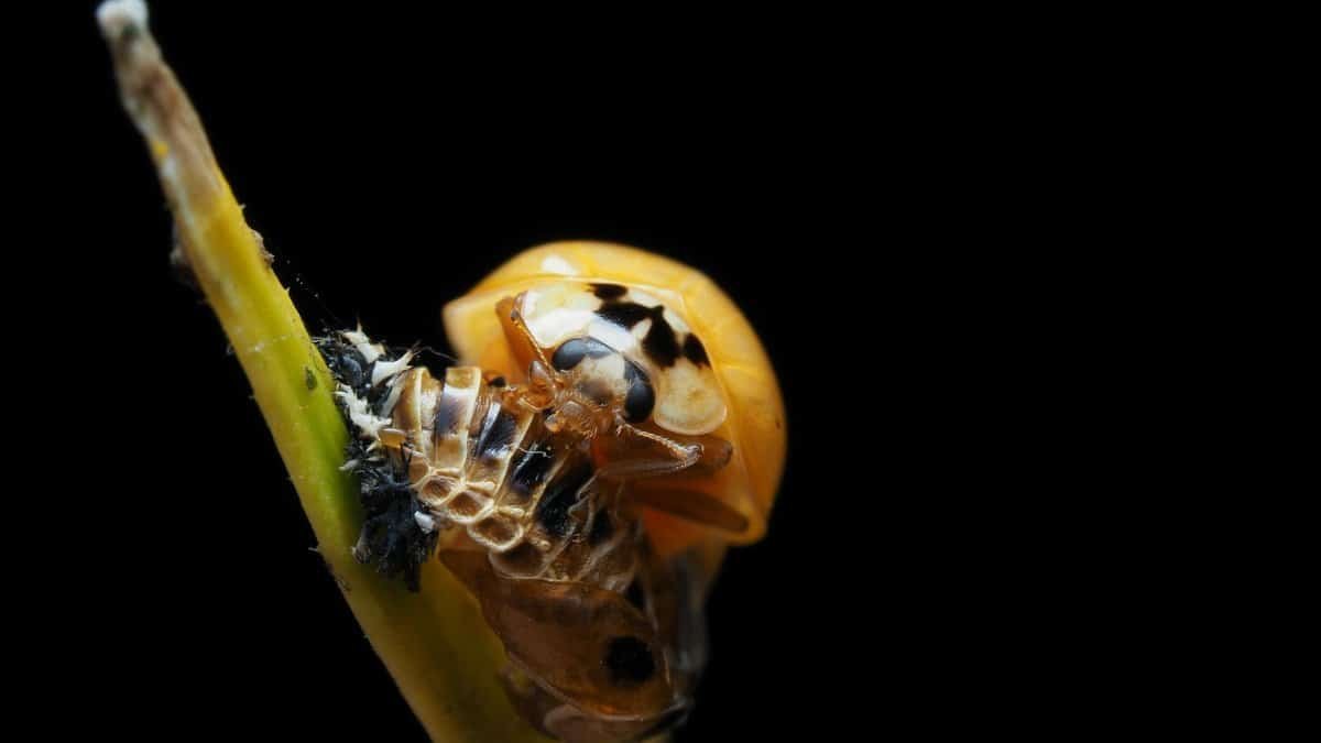Detailed macro photograph capturing a ladybug emerging from its exoskeleton on a plant stem.