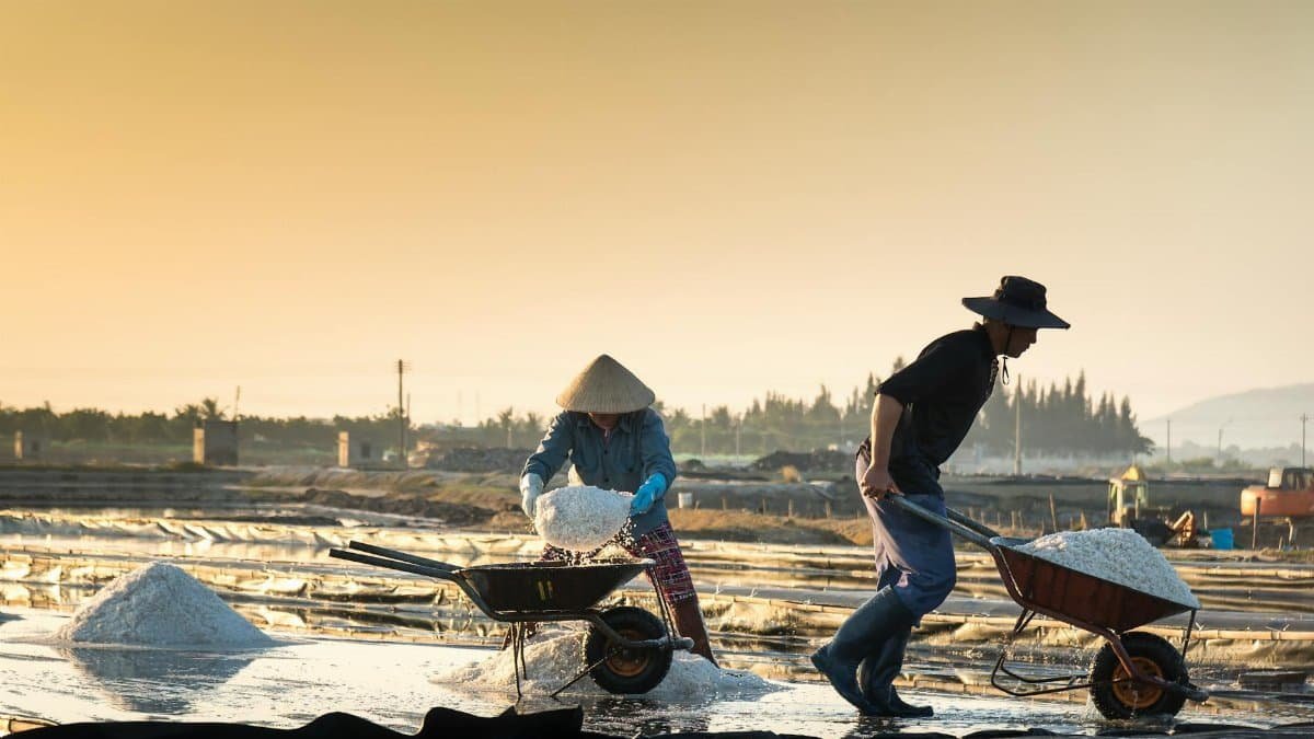 Salt farmers harvesting salt at sunrise in rural landscape with tools and wheelbarrows.